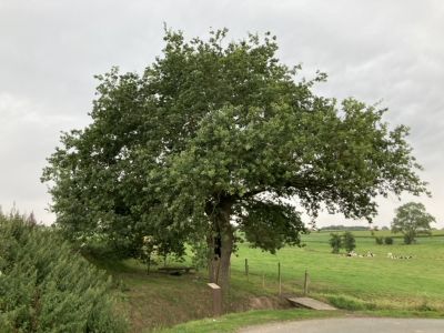 Vredeseik in Diksmuide